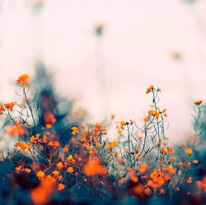 Meet your Posher, Sofia